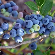 Саженец Голубика Дюк в контейнере